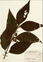 藏品(杜虹花)的圖片